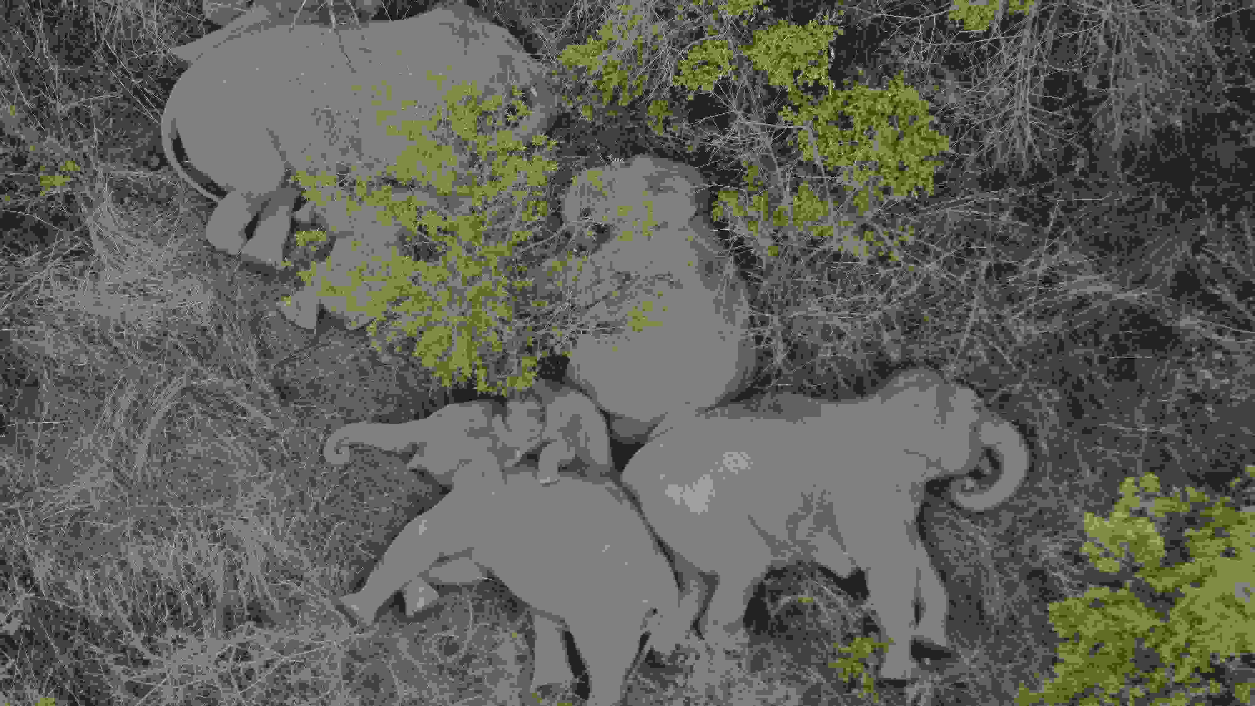 2021年6月7日，航拍顯示亞洲象群在云南省昆明市晉寧區(qū)夕陽鄉(xiāng)山林地里睡覺休息。