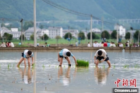 圖為5月21日，綏陽縣旺草中學(xué)學(xué)生在旺草萬畝大壩體驗(yàn)插秧。唐哲 攝