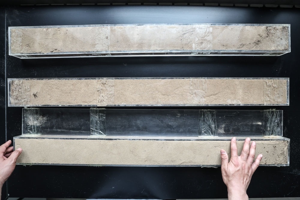 “草根博士”呂林有在遼寧省農(nóng)業(yè)科學(xué)院沙地治理與利用研究所章古臺(tái)基地實(shí)驗(yàn)室整理提取的沙地土壤剖面樣本（2024年5月30日攝）。新華社記者 潘昱龍 攝