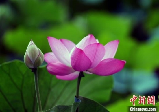 6月19日，時(shí)值一年畢業(yè)季，四川大學(xué)望江校區(qū)荷花池里的荷花盛開，成為了畢業(yè)生們的打卡圣地，吸引了眾多畢業(yè)生拍照留念。圖為盛開的荷花。中新社記者 安源 攝