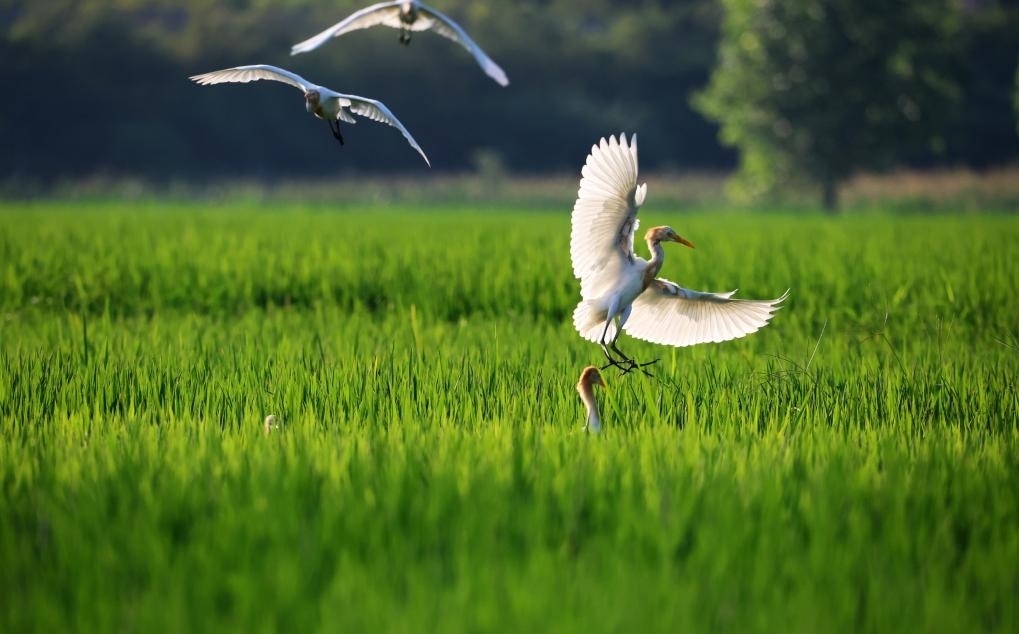 2023年8月7日，鷺鳥(niǎo)在山東省臨沂市郯城縣郯城街道水稻田間飛舞。新華社發(fā)（張春雷 攝）