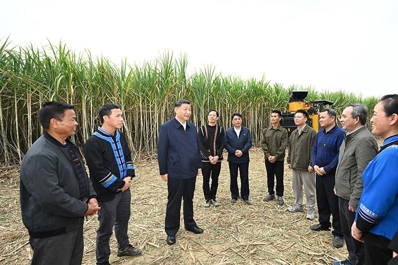 2023年12月14日，習(xí)近平總書記在廣西來賓市國家現(xiàn)代農(nóng)業(yè)產(chǎn)業(yè)園黃安優(yōu)質(zhì)“雙高”糖料蔗基地考察時(shí)，同蔗農(nóng)、農(nóng)機(jī)手和農(nóng)技人員親切交流。