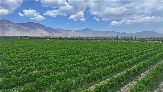 閩寧從荒蕪貧瘠的荒灘戈壁變成了如今的片片綠洲。