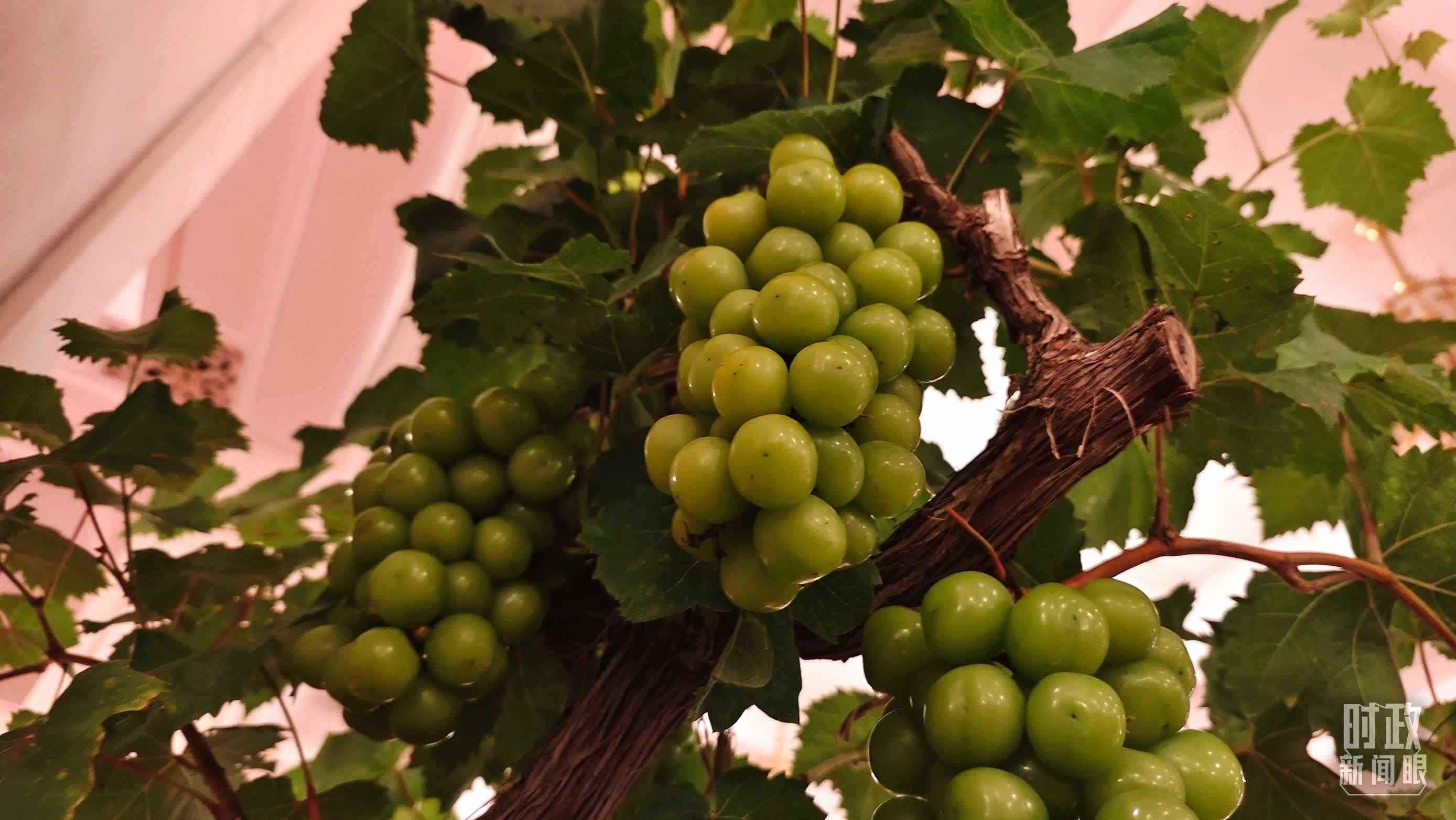  △人民大會堂的盆景，碩果累累。（總臺央視記者韓銳拍攝）