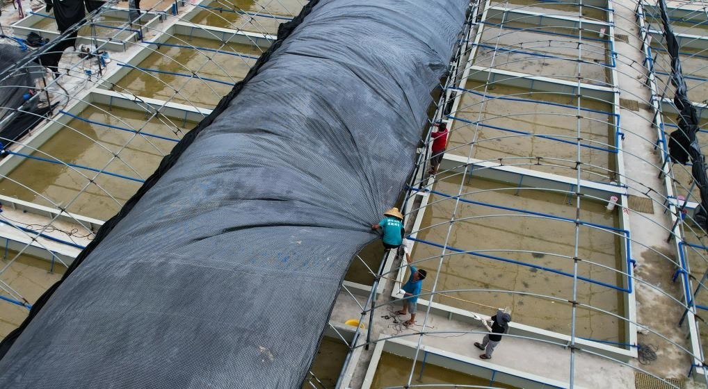 在文昌市翁田鎮(zhèn)的海興農(nóng)翁田蝦苗場(chǎng)，工人重新鋪設(shè)頂棚。無(wú)人機(jī)照片，新華社記者楊冠宇 攝