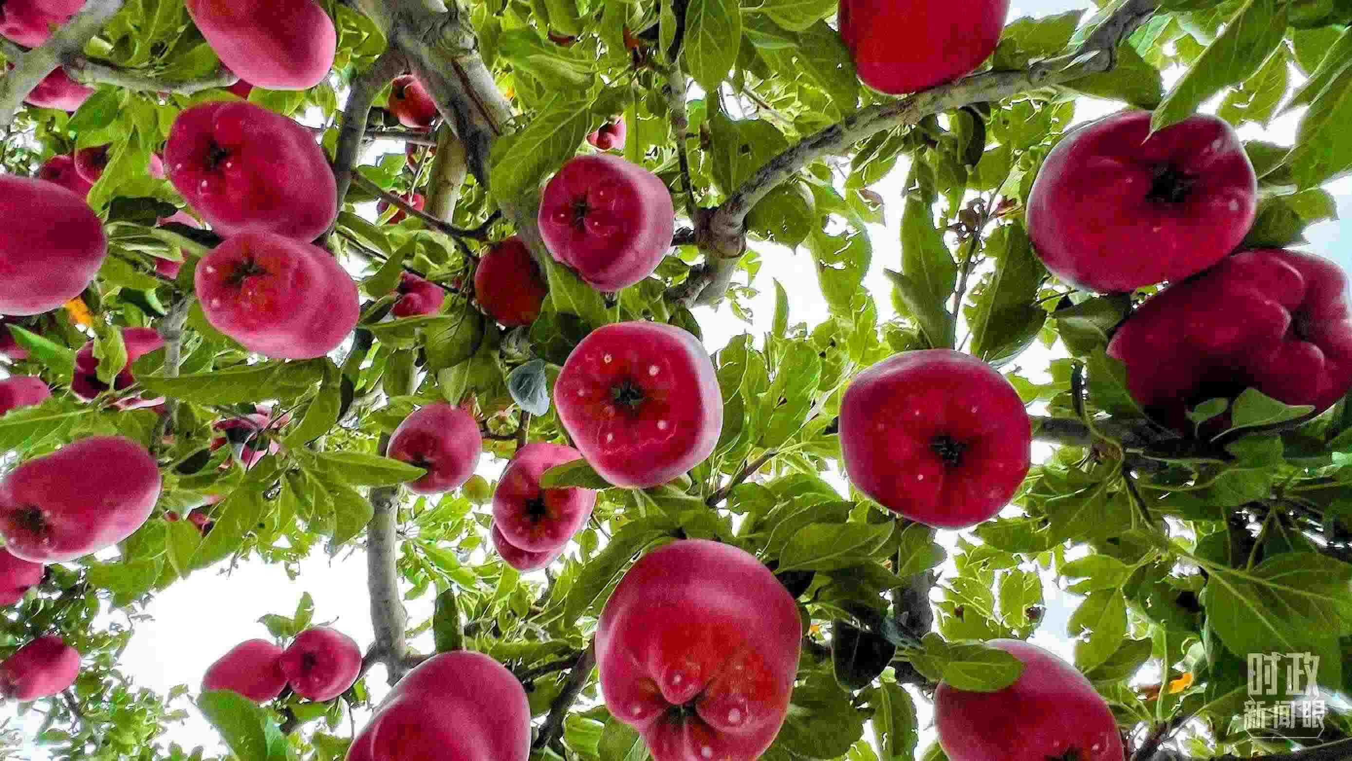 △ 麥積區(qū)南山花牛蘋果基地。（總臺(tái)央視記者程鋮拍攝）