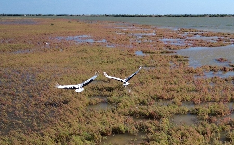 2024年8月28日，丹頂鶴在黃河三角洲國家級自然保護區(qū)展翅翱翔（無人機照片）。新華社記者 徐速繪 攝