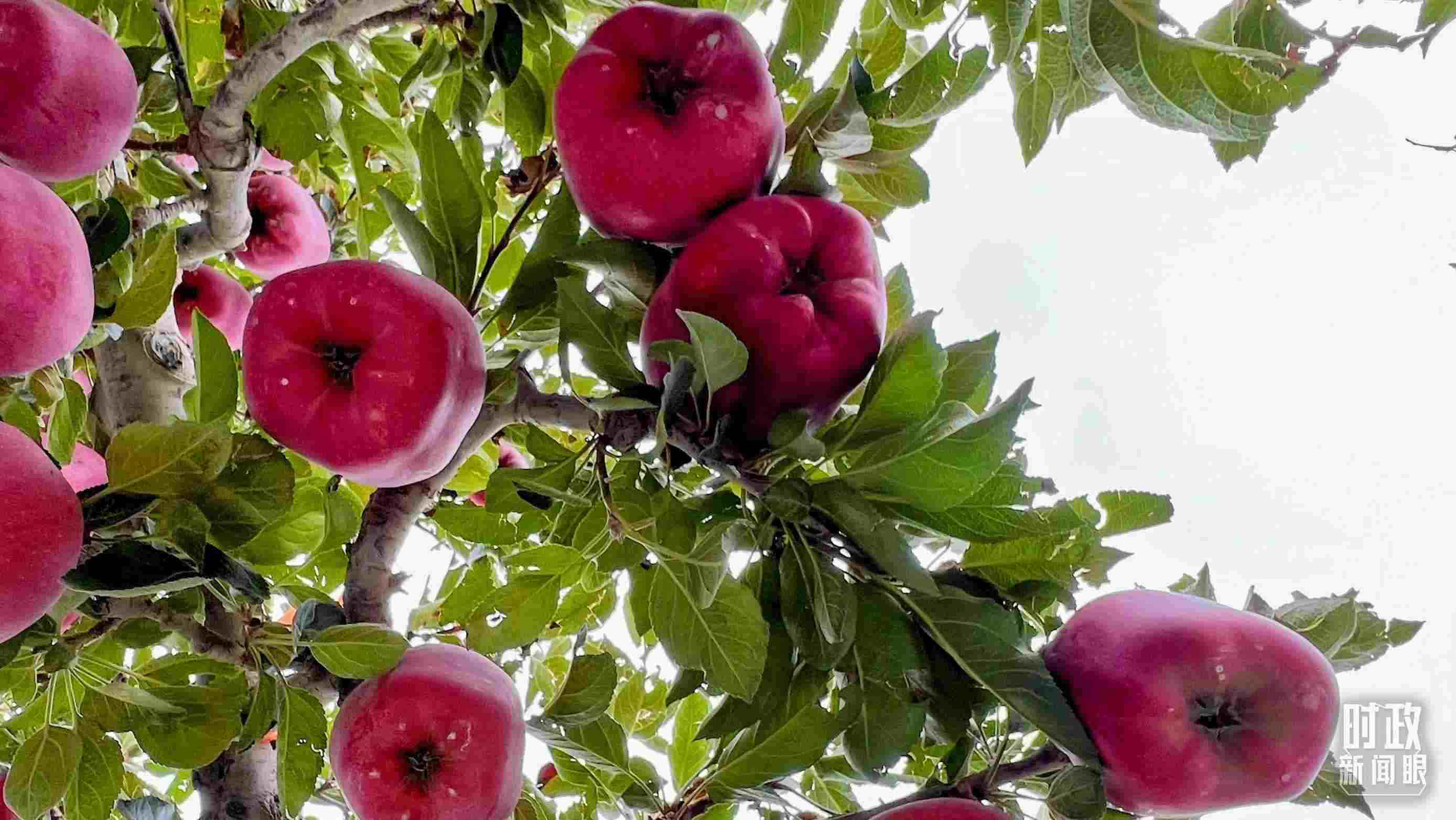 △南山花牛蘋果基地是元帥系蘋果生產(chǎn)基地。（總臺央視記者程鋮拍攝）