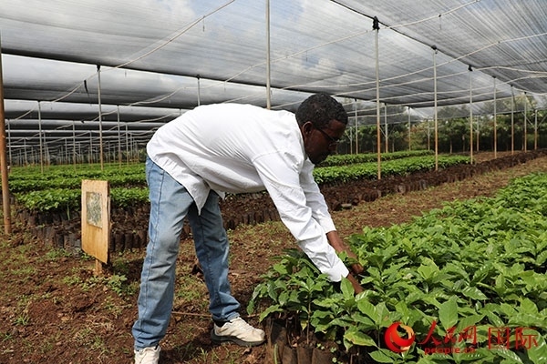 農場協(xié)調員艾哈邁德·耶曼正在檢查咖啡幼苗。人民網記者 沈小曉攝