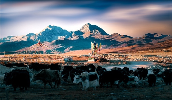 雅拉雪山上的牦牛群。蕭旺擺攝