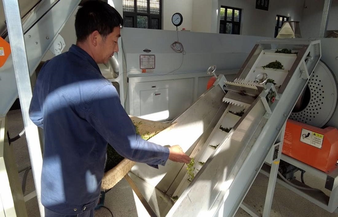  茶廠工人正在查看茶青質(zhì)量。 受訪者供圖