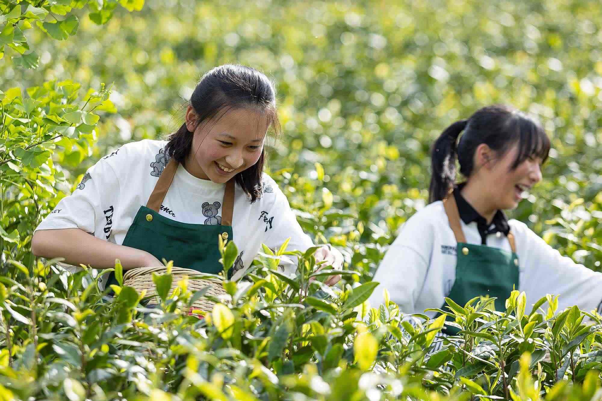 浙江安吉，游客在茶園里體驗采茶
