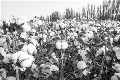 圖為新疆阿克蘇棉田。新研究揭示了GhEXL3基因調控棉纖維伸長的分子機制，為棉纖維品質遺傳改良提供了重要理論依據。視覺中國供圖