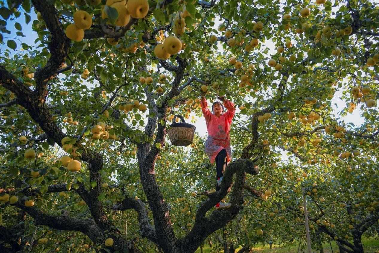 2024年10月4日，安徽省宿州市碭山縣程莊鎮(zhèn)衡樓村百年老梨園里，梨農(nóng)在忙著采摘酥梨。來源:人民圖片