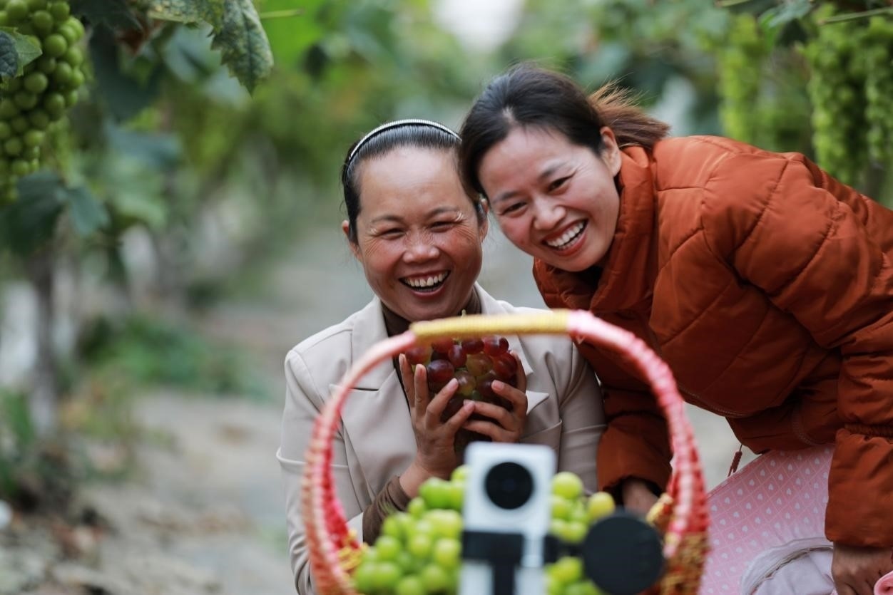 2024年10月6日，果農(nóng)在貴州省黔西市金碧鎮(zhèn)新蘭村葡萄園里進(jìn)行直播銷售。來源：人民圖片