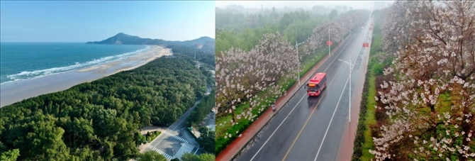拼版照片：左圖為位于東山縣金鑾灣沿岸的木麻黃防護(hù)林帶（無人機(jī)照片，新華社記者 姜克紅 攝）；右圖為2021年4月20日在蘭考縣焦裕祿干部學(xué)院附近拍攝的泡桐花（無人機(jī)照片，新華社記者 郝源 攝）。