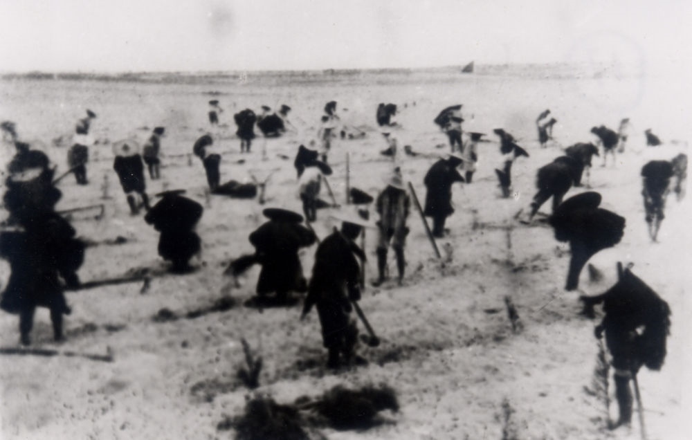 上世紀(jì)東山百姓在沙灘造林（資料照片）。