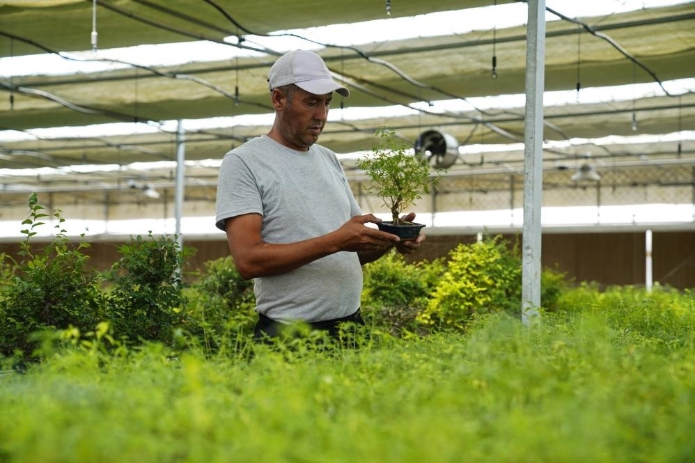 7月28日，在烏茲別克斯坦錫爾河州的上合組織農業(yè)基地中烏現(xiàn)代農業(yè)科技示范園，工作人員檢查盆栽植物。新華社發(fā)（扎法爾攝）