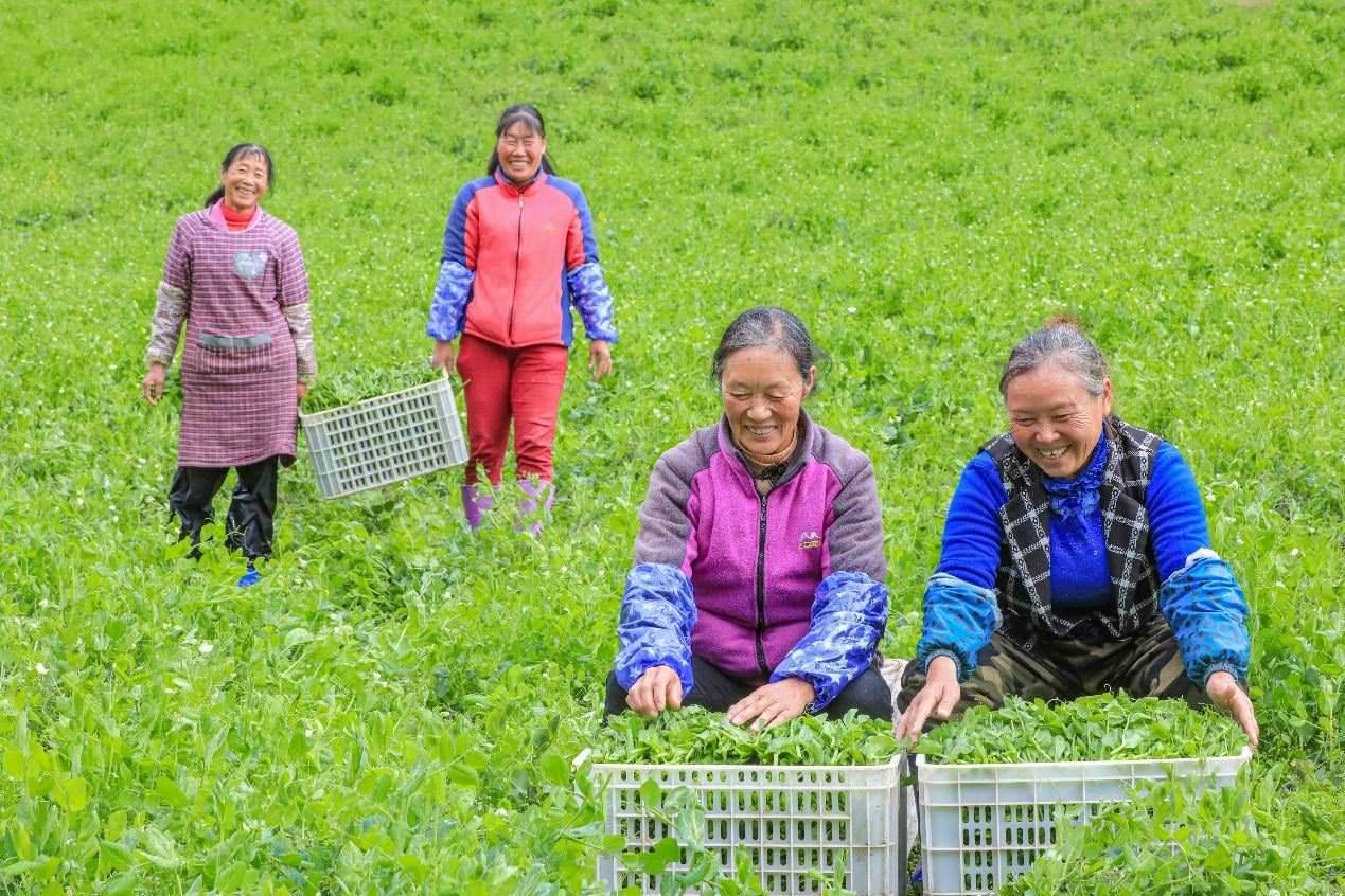 在四川省阿壩藏族羌族自治州馬爾康市馬爾康鎮(zhèn)納足村，當(dāng)季蔬菜喜獲豐收，群眾正在忙著采收、裝箱供應(yīng)市場(chǎng)。來(lái)源：人民圖片