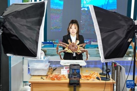 9月20日，在吉林省琿春市的帝王蟹保稅店內(nèi)，工作人員進(jìn)行網(wǎng)絡(luò)直播售賣帝王蟹。新華社記者 許暢 攝