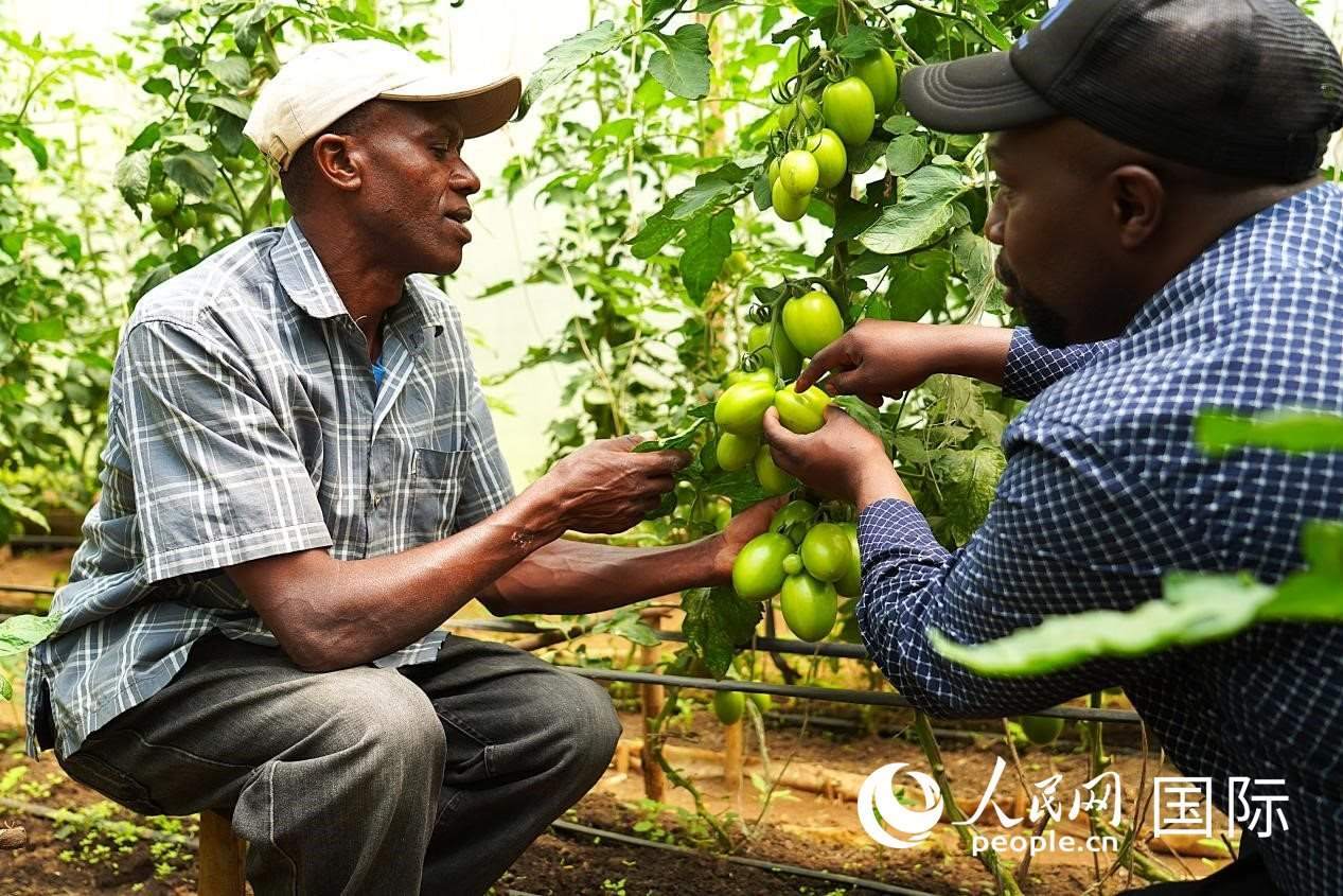 肯尼亞納庫(kù)魯郡，埃格頓大學(xué)園藝學(xué)專家史蒂芬·吉藤古在溫室大棚里指導(dǎo)當(dāng)?shù)剞r(nóng)民喬納·卡蘭賈種植番茄。人民網(wǎng)記者 黃煒鑫攝