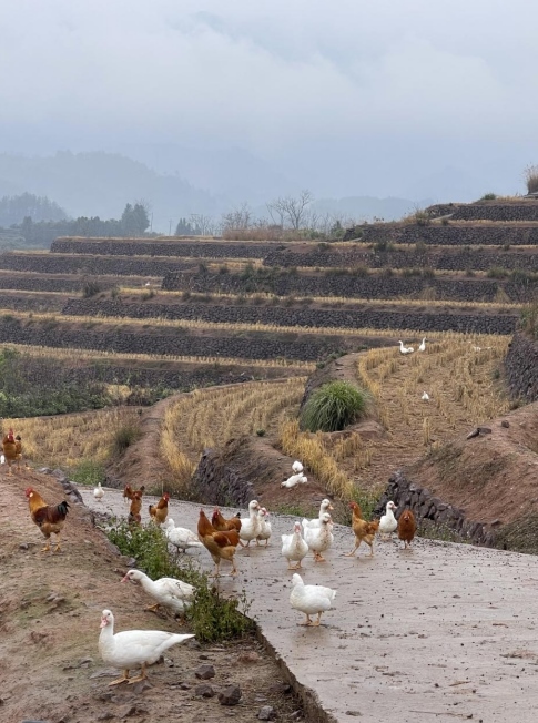 樨鄉(xiāng)記生態(tài)農(nóng)莊一隅。劉軍國攝