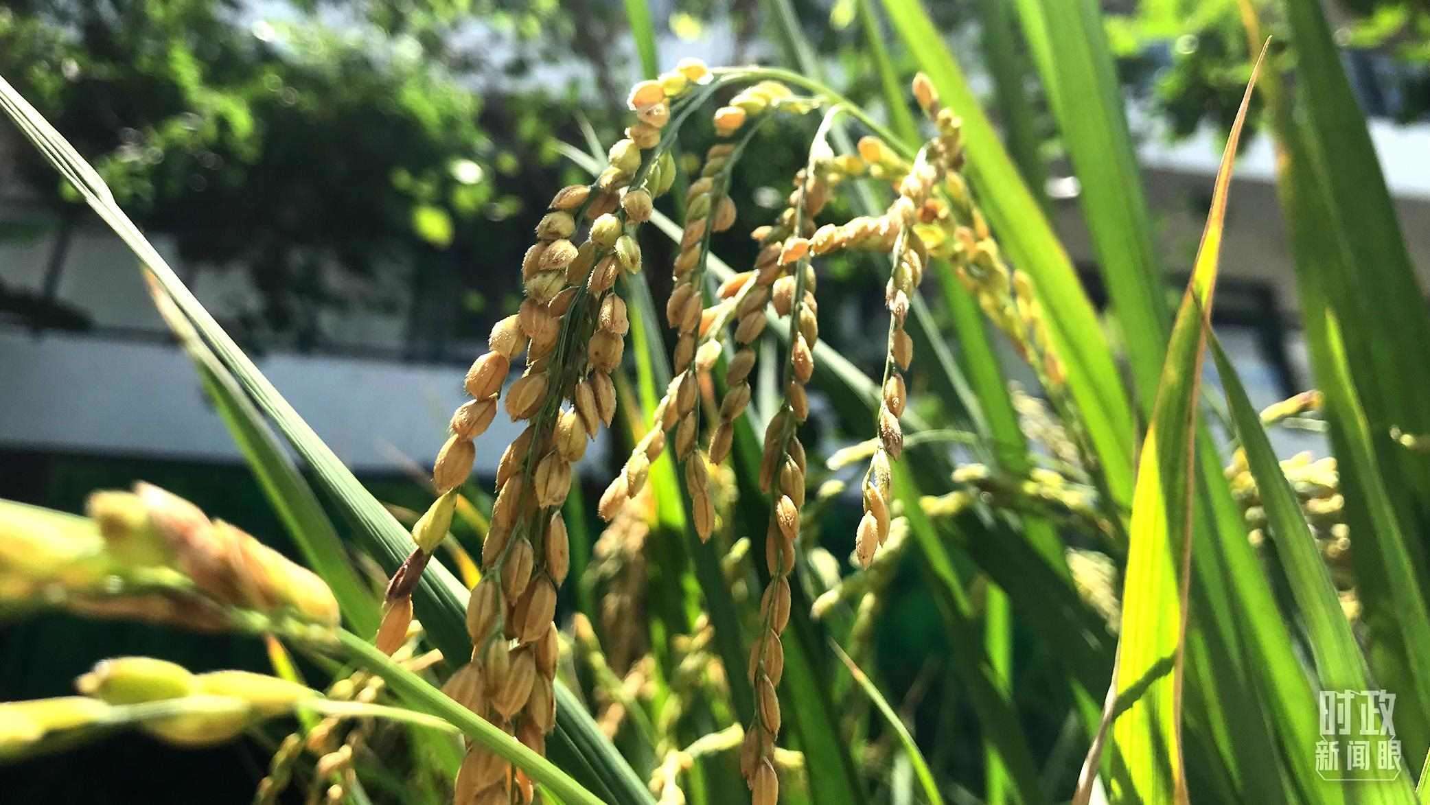 在海南培育的水稻品種。（總臺央視記者石偉明拍攝）
