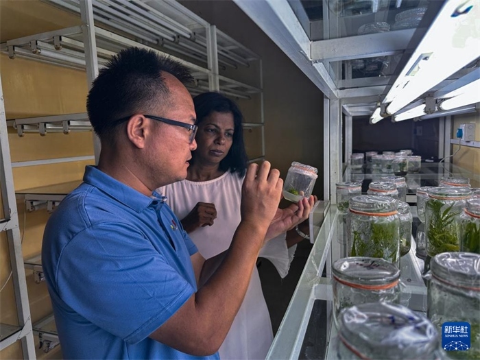 12月23日，在斯里蘭卡馬坎杜拉，中國專家與斯里蘭卡馬坎杜拉可持續(xù)農(nóng)業(yè)與發(fā)展研究中心主任達(dá)莎妮·賈亞曼納交流。新華社發(fā)（中國、聯(lián)合國糧農(nóng)組織與斯里蘭卡南南合作項(xiàng)目專家組供圖）