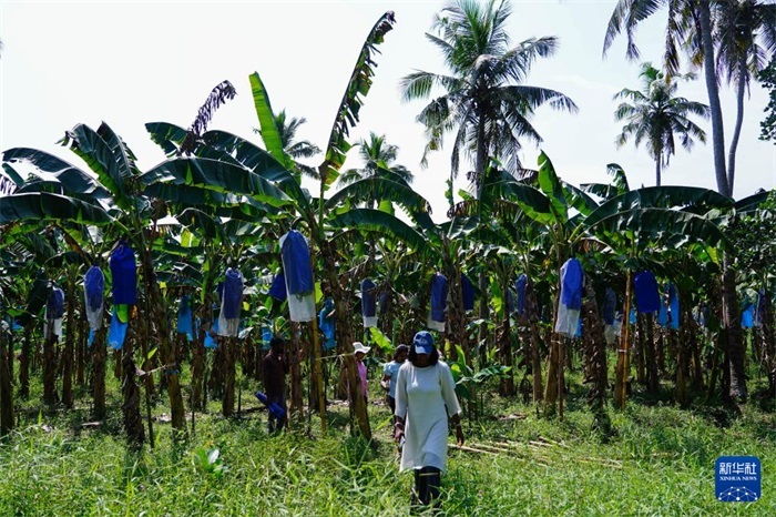 12月23日，在斯里蘭卡馬坎杜拉，農(nóng)民走過中國技術(shù)試驗(yàn)田香蕉田。新華社記者 陳冬書 攝