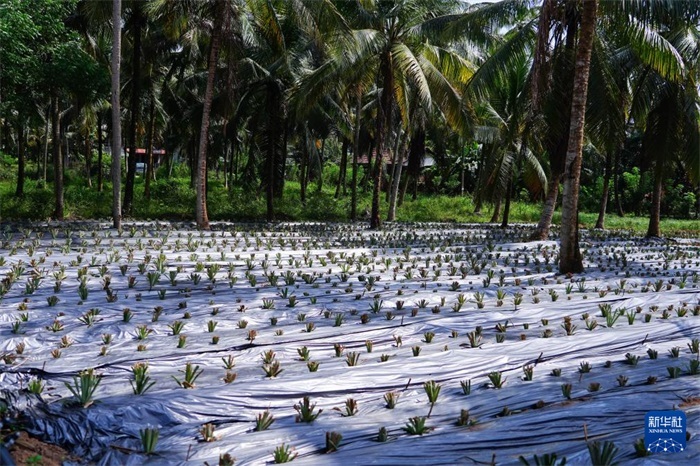 這是12月23日在斯里蘭卡馬坎杜拉拍攝的農(nóng)民里尚·普爾納的菠蘿田。新華社記者 陳冬書 攝