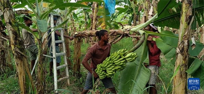 12月28日，在斯里蘭卡馬坎杜拉，當(dāng)?shù)剞r(nóng)民收獲香蕉。新華社發(fā)（中國、聯(lián)合國糧農(nóng)組織與斯里蘭卡南南合作項(xiàng)目專家組供圖）