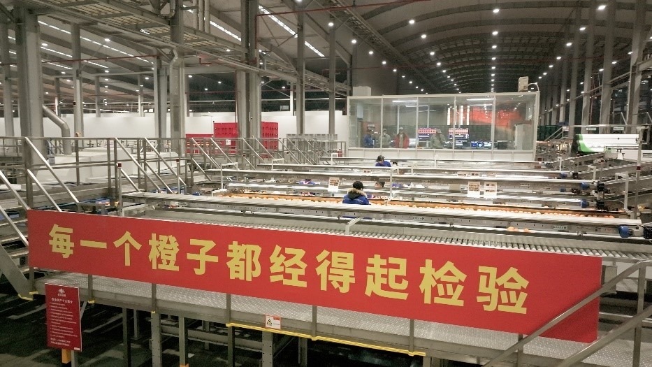 工人在智能生產(chǎn)線上對(duì)臍橙精深加工。人民網(wǎng)記者 張力洋攝