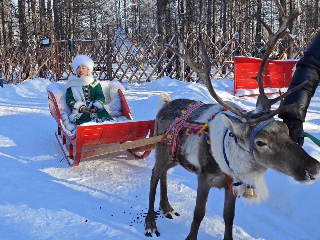 游客體驗(yàn)馴鹿拉雪橇。人民網(wǎng)記者 苗陽攝