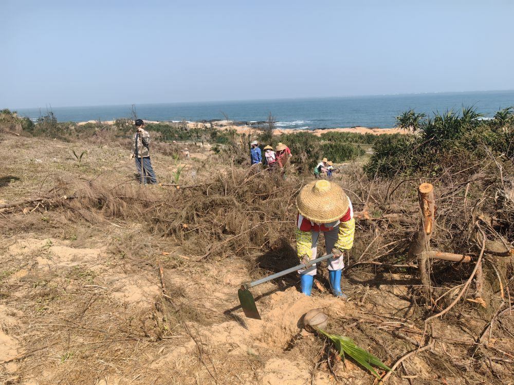 2025年1月19日，在海南文昌市，工人正在修復(fù)海岸防風(fēng)林。新華社記者吳茂輝 攝