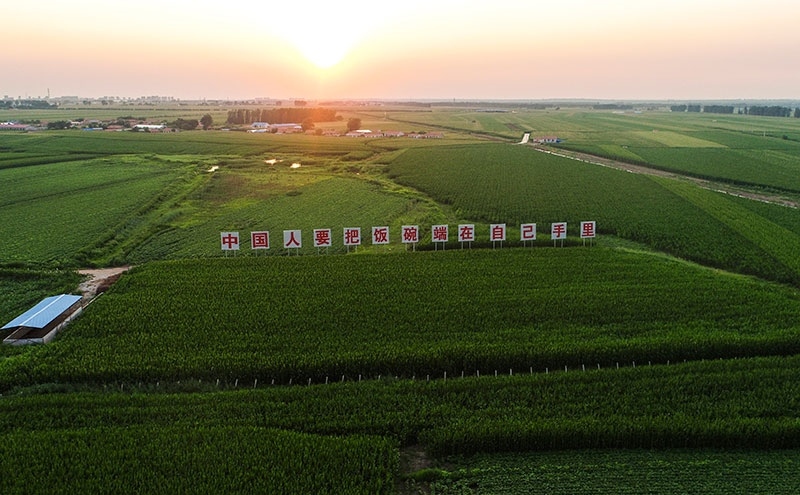 2020年7月23日拍攝的吉林省梨樹縣國家百萬畝綠色食品原料（玉米）標(biāo)準(zhǔn)化生產(chǎn)基地核心示范區(qū)（無人機(jī)照片）。新華社記者 許暢 攝