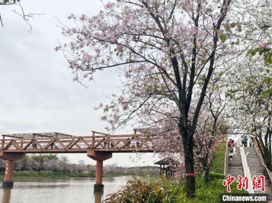3月7日，廣州海珠國家濕地公園宮粉紫荊花海吸引游人。中新社記者 許青青 攝