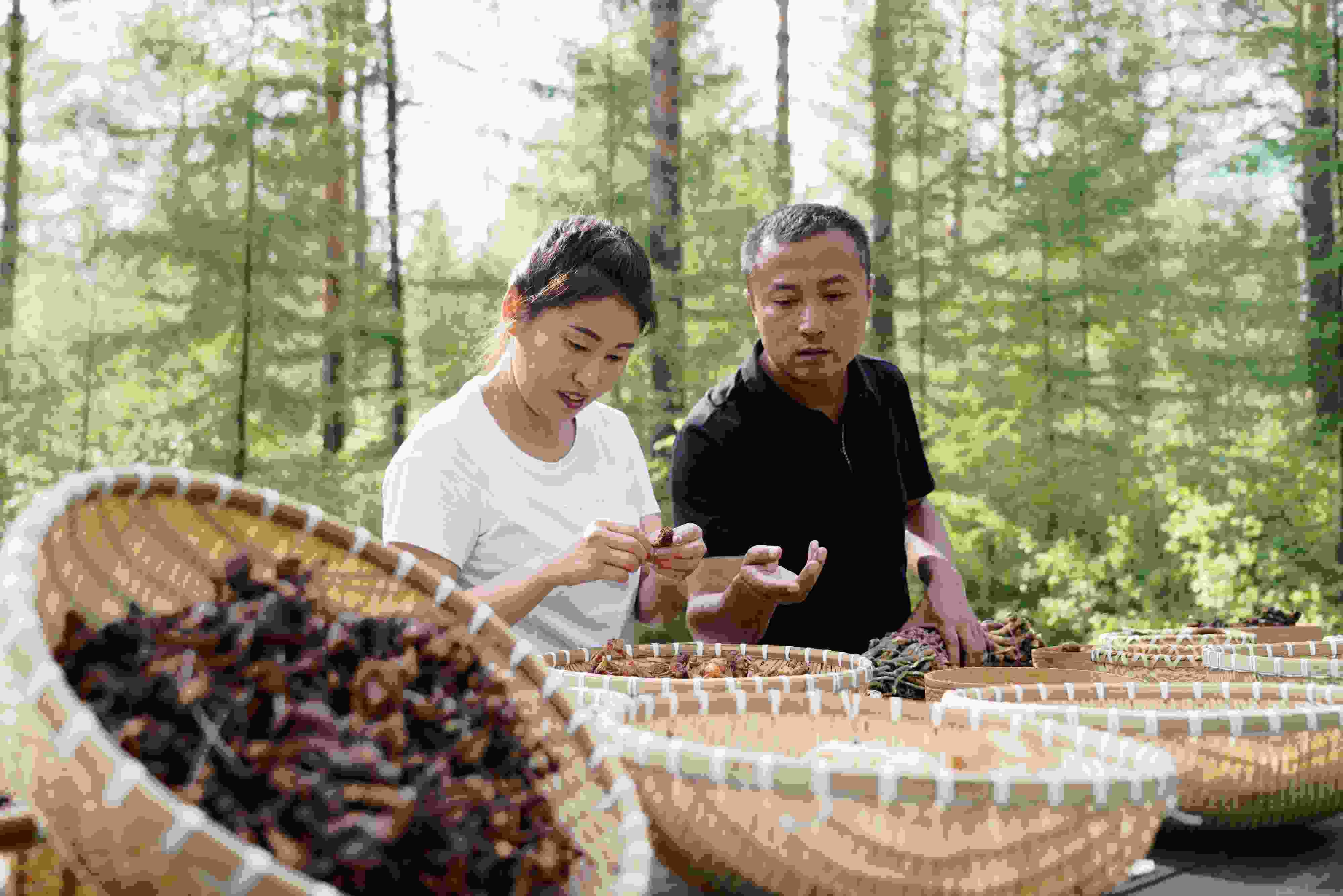 2024年8月6日，黑龍江漠河林場(chǎng)員工正在分揀采集來的林下產(chǎn)品。