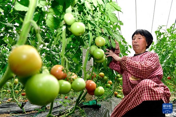 3月13日，在菏澤市鄆城縣張營街道，農(nóng)民在設施大棚里打理西紅柿。