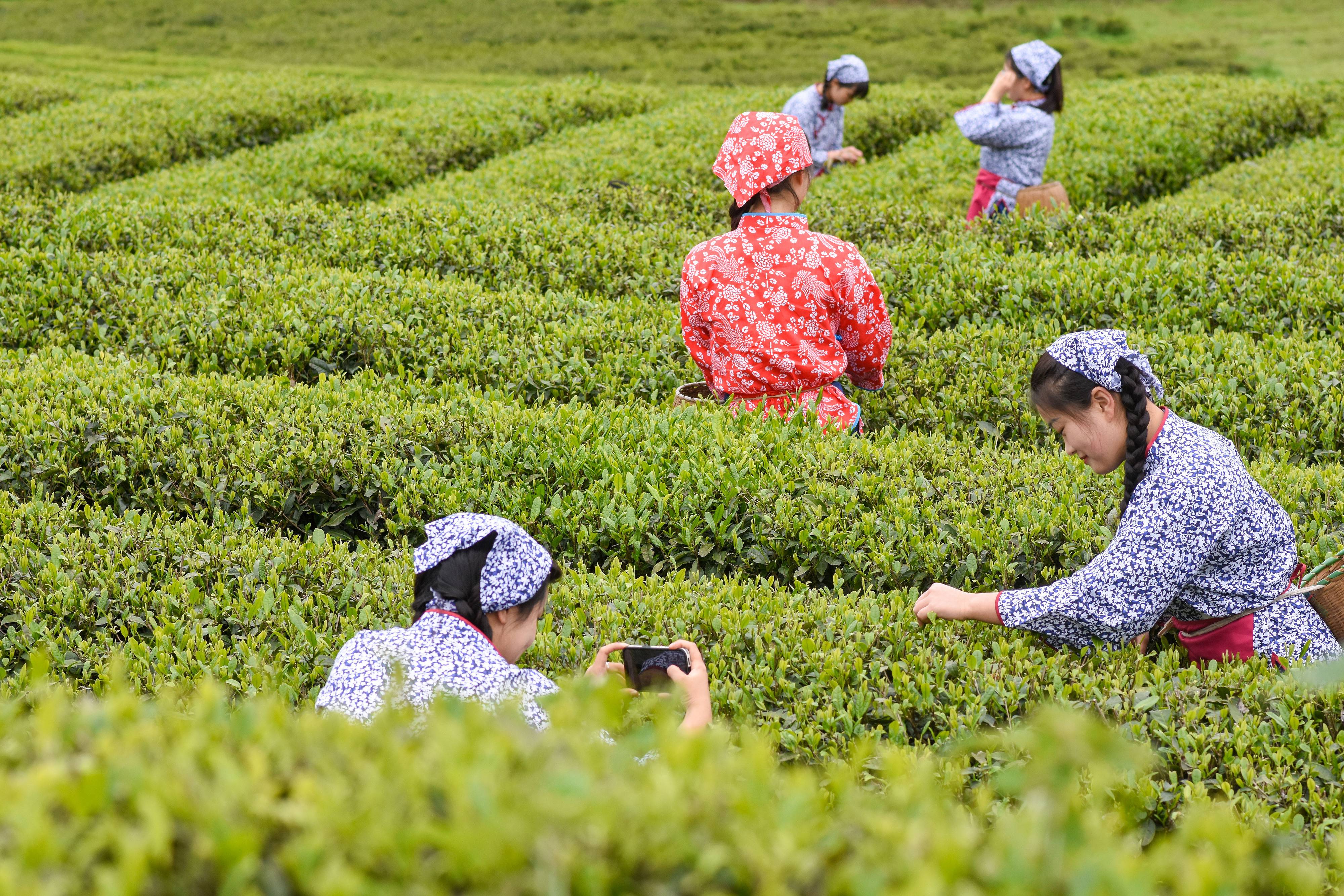 2023年4月6日，游客在貴州省銅仁市江口縣怒溪鎮(zhèn)駱象村生態(tài)茶園體驗(yàn)采茶樂(lè)趣。