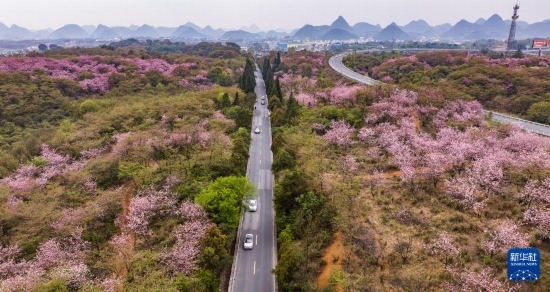 游客驅(qū)車(chē)前來(lái)清鎮(zhèn)市紅楓湖鎮(zhèn)右二村踏青游玩（4月5日攝，無(wú)人機(jī)照片）。
