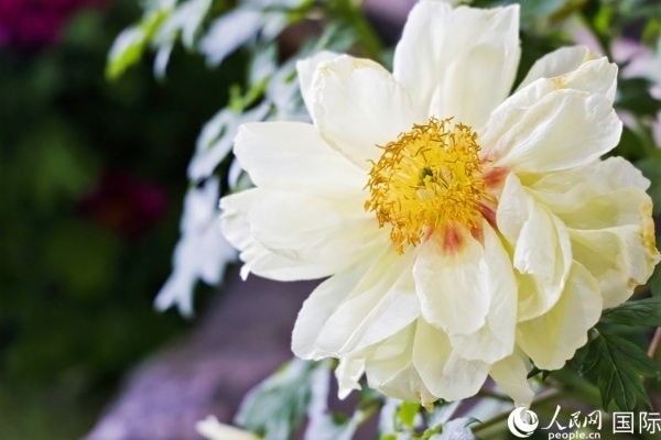 洛陽國(guó)家牡丹園牡丹盛開。 人民網(wǎng)記者 魯揚(yáng)攝