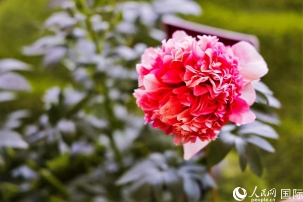 洛陽國(guó)家牡丹園牡丹盛開。 人民網(wǎng)記者 魯揚(yáng)攝