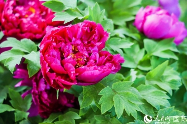 洛陽國(guó)家牡丹園牡丹盛開。 人民網(wǎng)記者 魯揚(yáng)攝