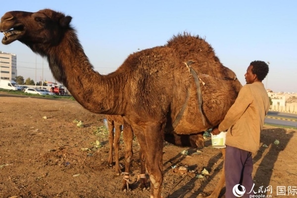 工人在給駱駝擠奶。人民網(wǎng) 納達爾·達烏德攝