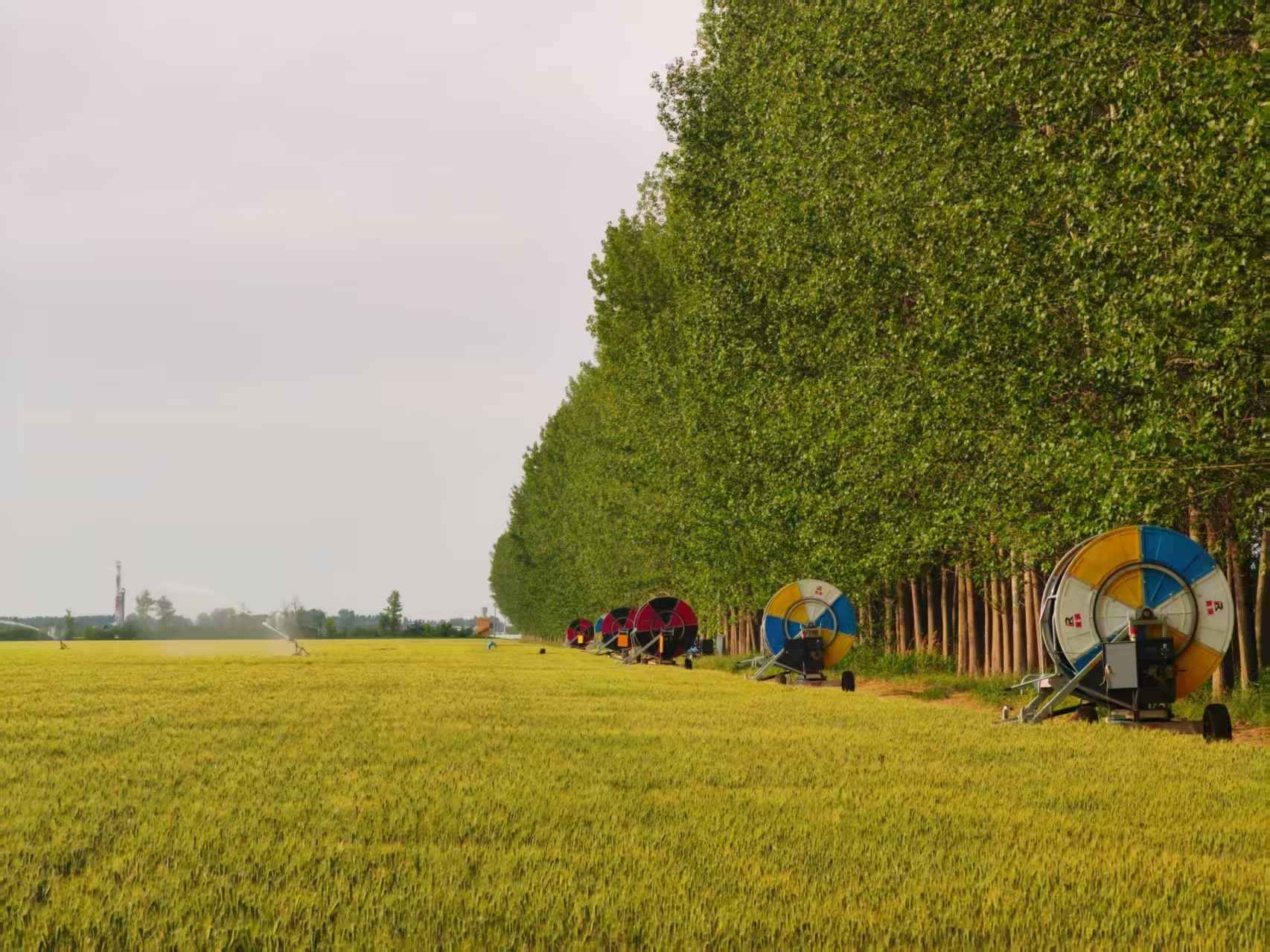 陜西華陰市華西鎮(zhèn)農(nóng)墾農(nóng)場正在作業(yè)的卷盤式噴灌機(jī)。受訪者供圖