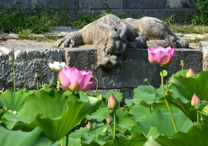 萬寧橋位于北京地安門外大街中部、什剎海東岸，是北京中軸線上最古老的橋梁，至今已有700多年歷史。近年來，北京市持續(xù)為萬寧橋“瘦身減負”，橋體風(fēng)貌得以完整展現(xiàn)，方便游客走近欣賞，深入了解古橋承載的價值和內(nèi)涵。這是2023年7月18日拍攝的北京萬寧橋橋東的鎮(zhèn)水獸。
